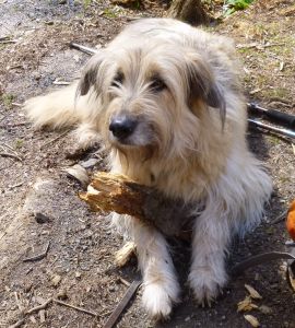 Ausgleichshund